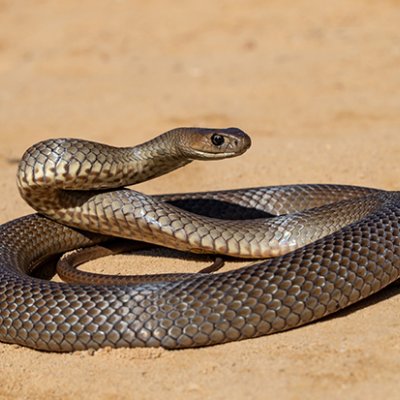 An Eastern Brown Snake